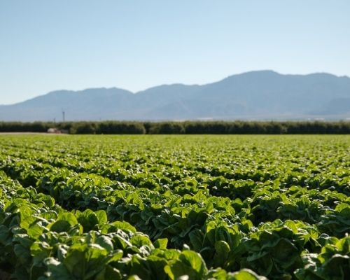 Protéger l'environnement grâce au bio